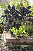 Grünkohl 'Redbor' (Brassica), Mangold (Beta) in Beet mit Klinkereinfassung