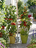 Tomaten im Topf links 'Diplom' rechts 'Country Taste' (Lycopersicon)
