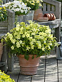 Nicotiana Tuxedo 'Lime Green' (Ziertabak) in Terracotta Topf