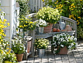 Weiß-gelbe Terrasse : Argyranthemum 'Sole Mio' (Margerite), Nicotiana