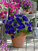Petunia Bingo 'Blue' (blue petunia) in terracotta pot