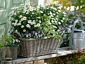 Aster dumosus (Kissenaster), Viola cornuta Callisto 'White with Rose Wing'