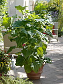 Yakon (Polymnia sonchifolia)