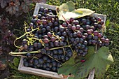 Frisch geerntete Weintrauben (Vitis vinifera) in quadratischer Holzschale