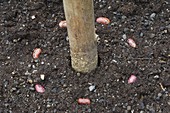 Fire beans (Phaseolus) around beanstalks