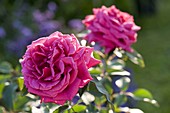 Rosa 'Harald Wohlfahrt' (Gourmet Rose by Delbard)