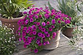 Petunia Bingo 'Purple' (Petunias)