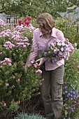 Woman cutting bouquet of autumn asters