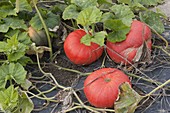 Speisekürbis 'Roter Zentner' (Cucurbita) im Beet