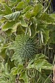 Hedgehog, spiny cucumber (Echinocystis lobata)