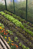 Greenhouse with colourful salads, chard (Beta), spinach (Spinacia)