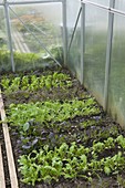 Greenhouse with various Asian lettuces (Brassica)