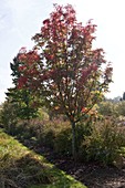 Sorbus commixta 'Carmencita' (Japanese mountain ash)