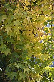 Acer cappadocicum 'Aureum' (Colchian golden maple)