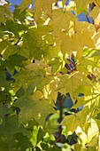 Acer cappadocicum 'Aureum' (Colchian golden maple)