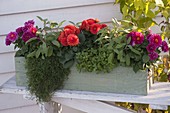 Dahlia 'Starlias Burgundy' and 'Redorange' (potted dahlias), sage (Salvia)