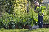 Frau erntet Chinakohl (Brassica) im Gemüsegarten