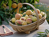 Freshly harvested peaches (Prunus persica) in a basket