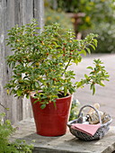 Withania Somnifera (Sleepberry, Ashwagandha, Ashvaganda, Winter Cherry)