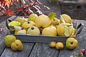 Tray with freshly picked quinces (Cydonia)