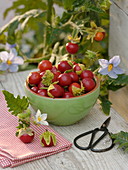 Solanum sisymbriifolium (Lycheepflaume)