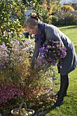 Woman cutting bouquet of aster (autumn aster)