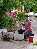 Frau pflanzt Pelargonium (Geranien) Stämmchen in weiße Kübel