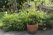 Künstlergarten: Staudenbeet mit Rosenkugeln