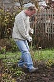 Forsythia (Goldbell) bare-root planting (7/8)