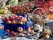 Tisch mit Äpfeln (Malus) und Hagebutten (Rosa) in blauen Gefäßen