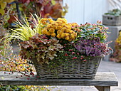 Autumn magic in basket with Chrysanthemum 'Kipli'