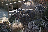 Frozen autumn bed with perennials and grasses