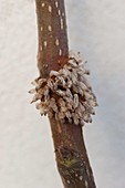 Gitterrost - Pilz (Gymnosporangium) an Zweig von Birnbaum (Pyrus)