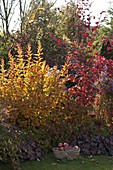 Herbstbeet mit Chrysanthemum (Herbstchrysanthemen), Heuchera