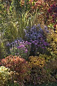 Autumn border with woody plants in autumn colour and perennials