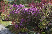 Chrysanthemum 'Schweizerland' (Autumn Chrysanthemum)