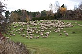 Schafe auf der Weide