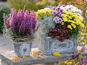 Erica gracilis 'Christine' (Topferika), Chrysanthemum (Herbstchrysanthemen)