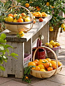 Orangen, Mandarinen und Zitronen (Citrus) in Körben