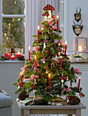 Kleiner, gebundener Weihnachtsbaum aus Abies (Nordmanntanne)