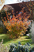 Cotinus coggyria (Perückenstrauch) im Herbst