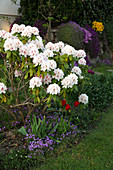 Rhododendron 'Schneebukett' (Alpenrose), Tulipa (Tulpen), Arabis (Gänsekresse)