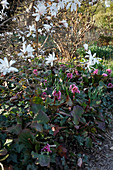 Magnolia stellata (Sternmagnolie), Bergenia (Bergenien), Hedera (Efeu)