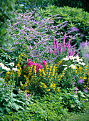 Blau-violettes Beet: Veronicastrum virginicum syn Veronica virginica