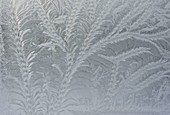 Nature-art: Ice flowers at the window