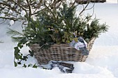 All greenery for Christmas floristry in basket, hat, gloves, scissors