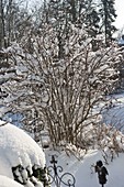 Verschneiter Viburnum bodnantense (Duft-Schneeball) im Garten