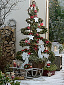 Hedera (Efeu) in Tannenbaumform gezogen, als Weihnachtsbaum dekoriert
