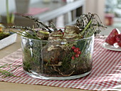 Amaryllis bulbs in a glass bowl with moss (1/2)
