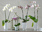 Phalaenopsis (Malayenblume, Schmetterlingsorchidee) in hohen Glasgefäßen
